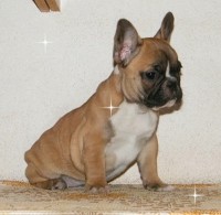 MARTA  bulldog francese