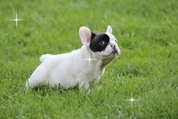 ULK bulldog francese  venduto